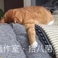 拾八菌